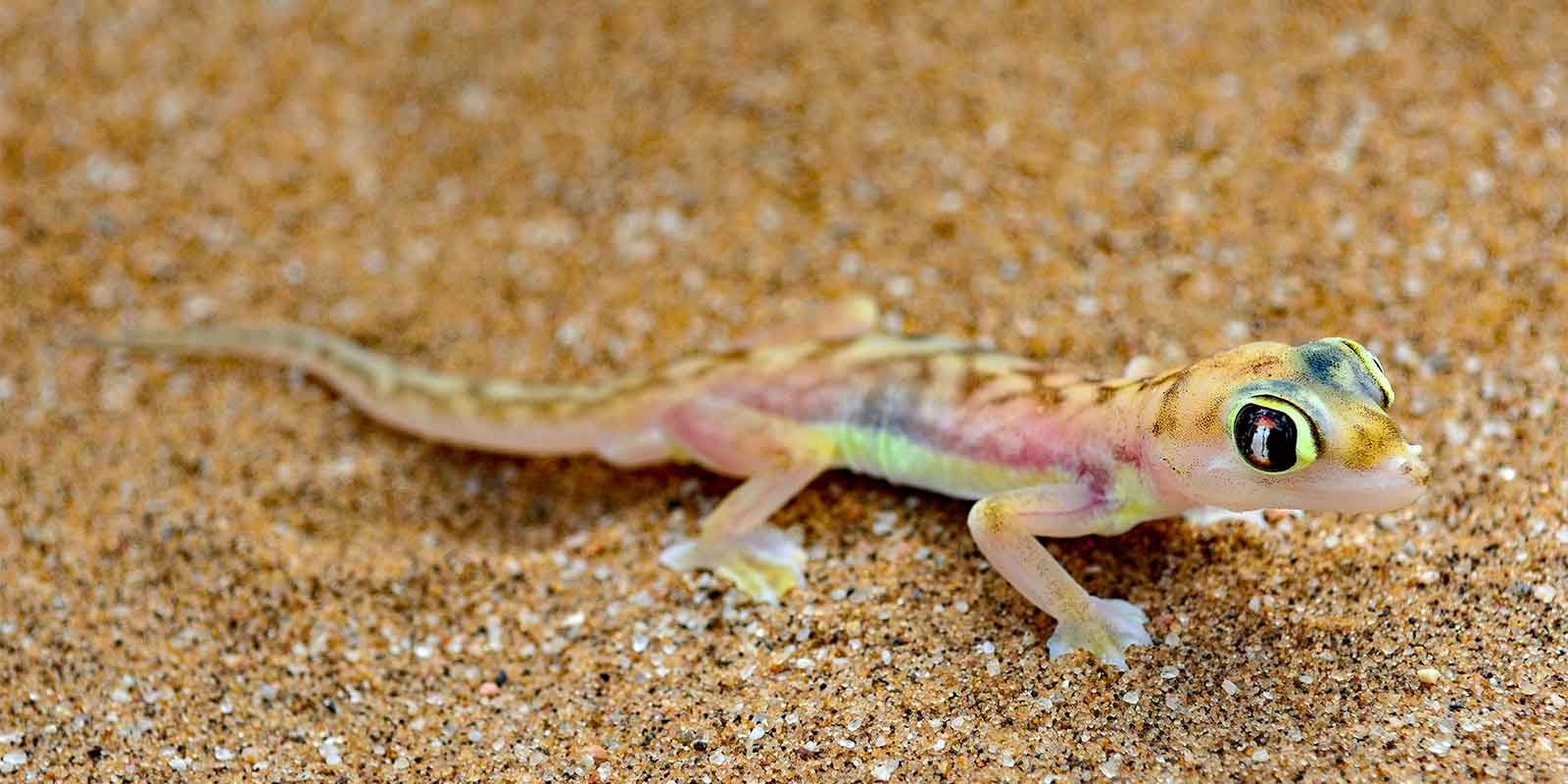 Gecko in Namibian desert