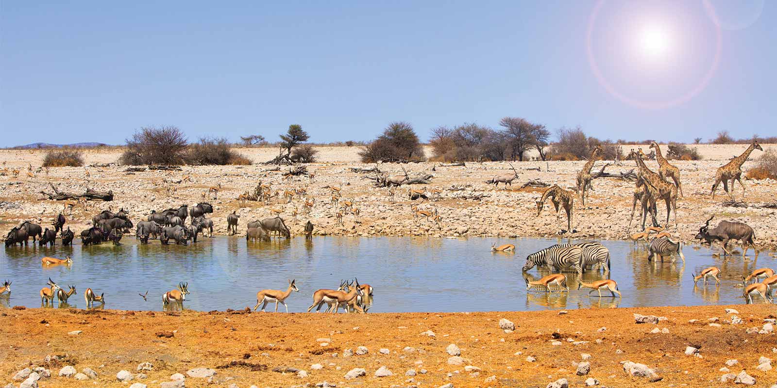 Zebra, springbok, wildebeest and giraffe at Okaukeujo waterhole
