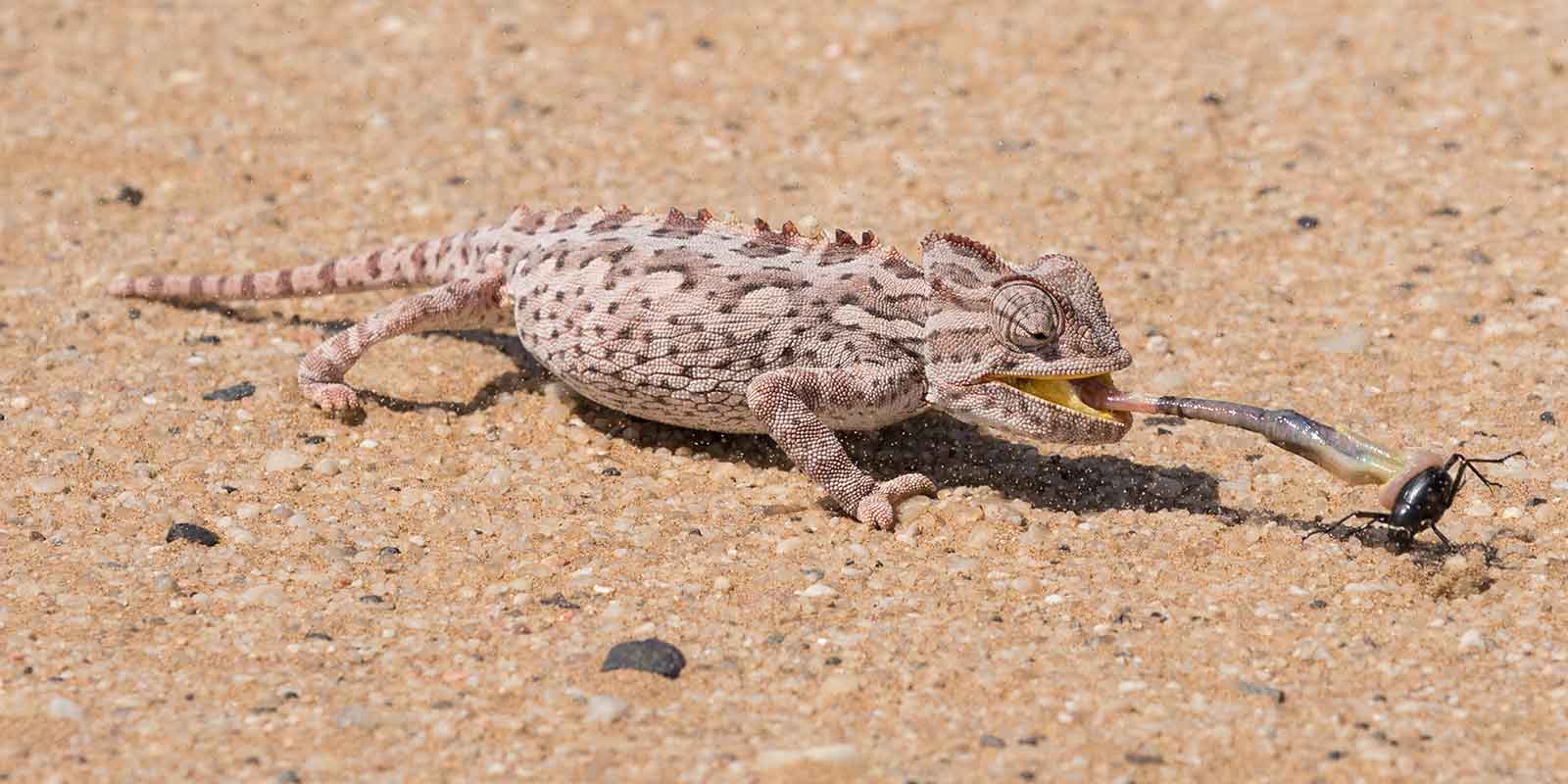 Chameleon catching a beetle with tongue in the Namibia desert