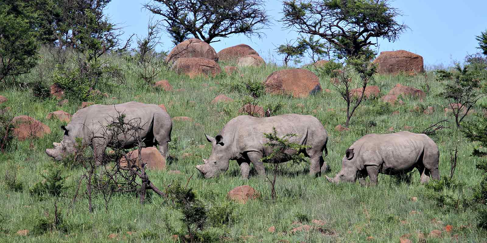 Family of rhino in Hluhluwe-imfolozi Park in South Africa