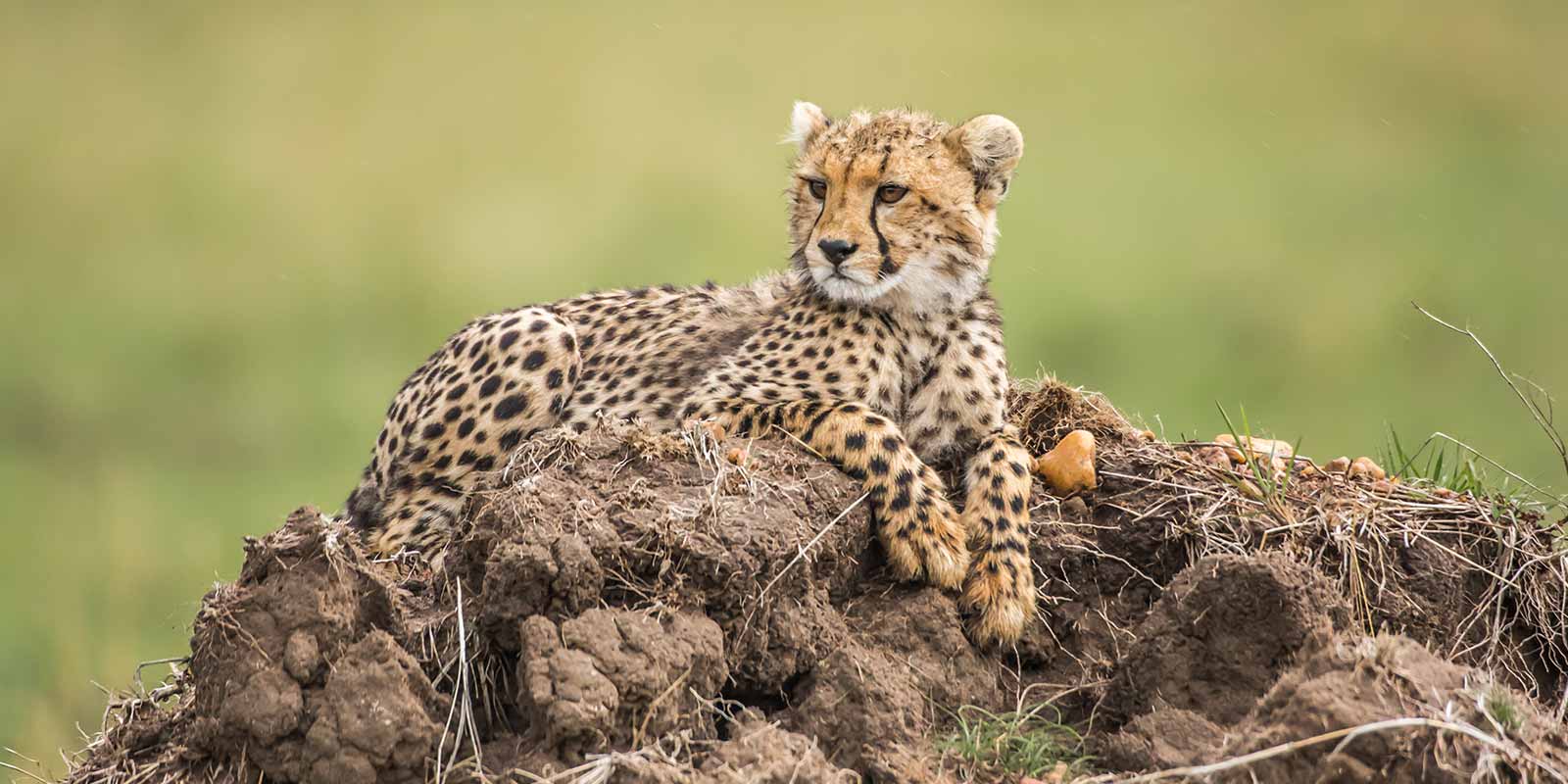 Young cheetah sitting on earthy mound