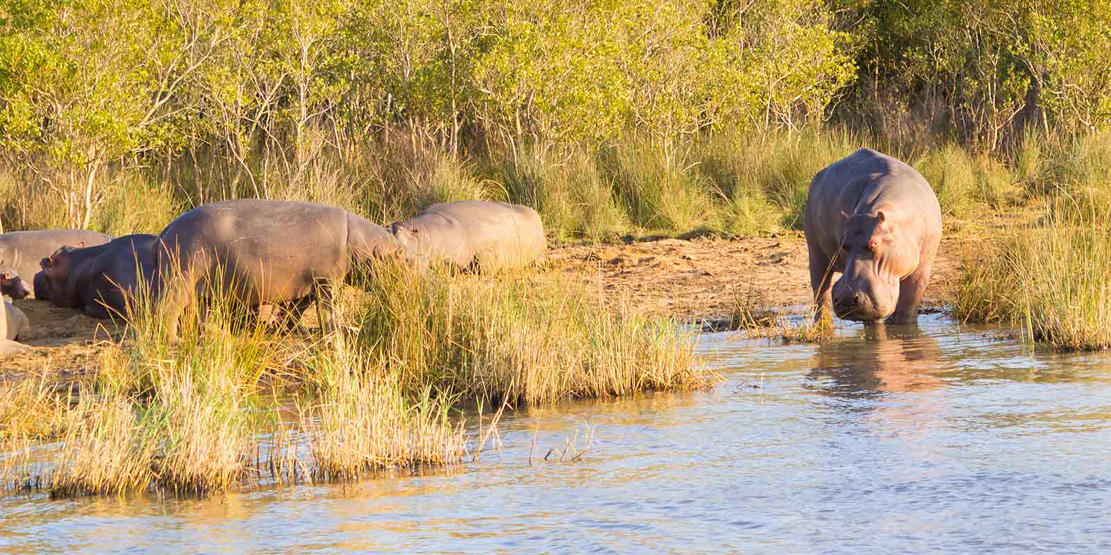 Hippos relaxing on the river banks in isimangaliso wetland park in south africa
