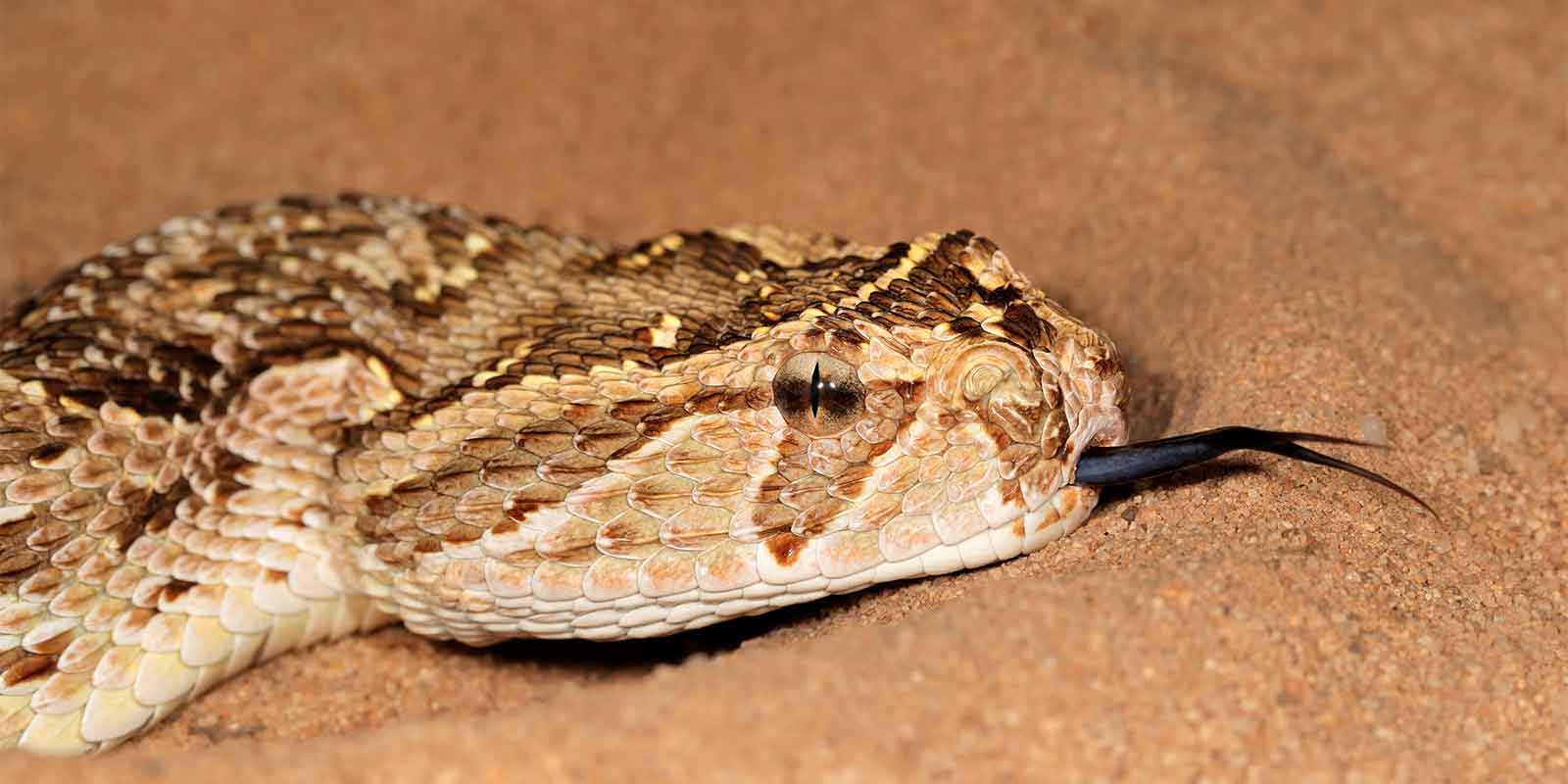 Puff adder in sand showing forked tongue