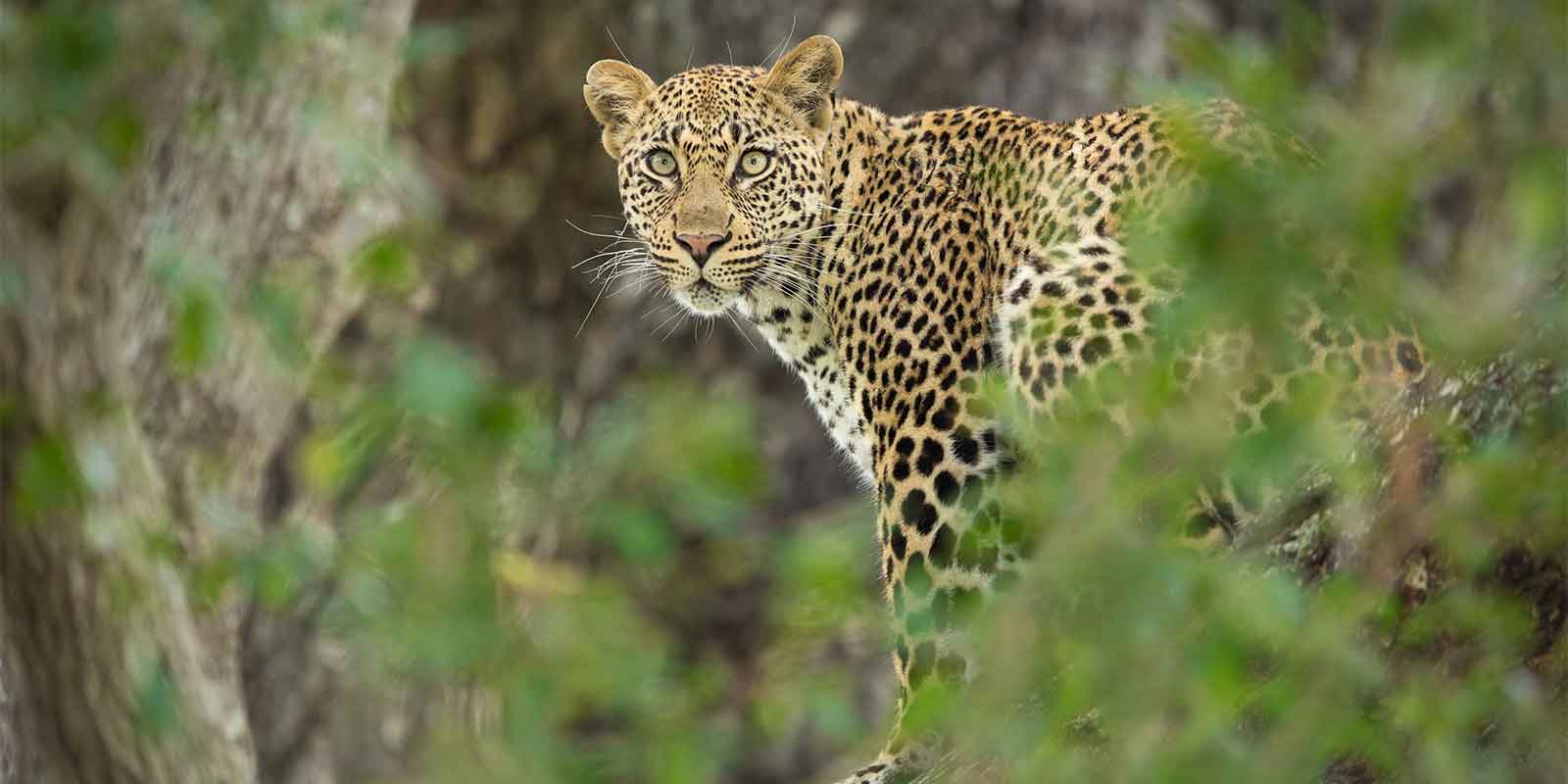 Leopard looking out through the trees