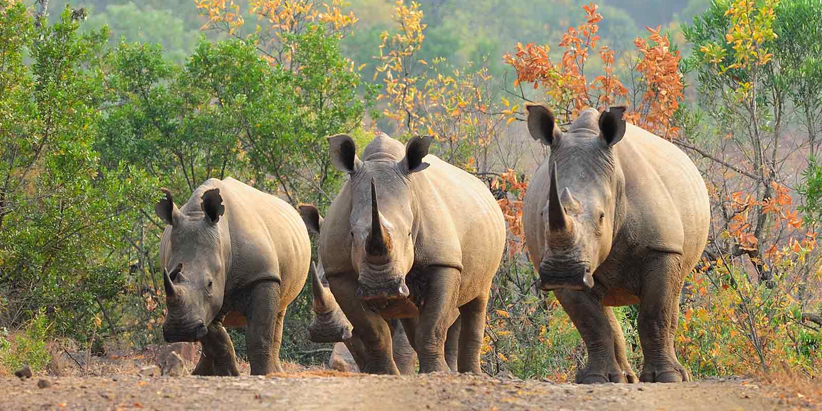 Family of three white rhino walking down a path in South Africa