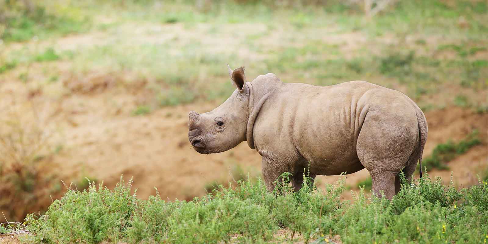 Baby rhino on grassland
