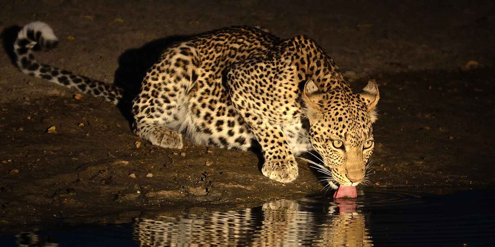 Leopard drinking from a waterhole at night in Africa