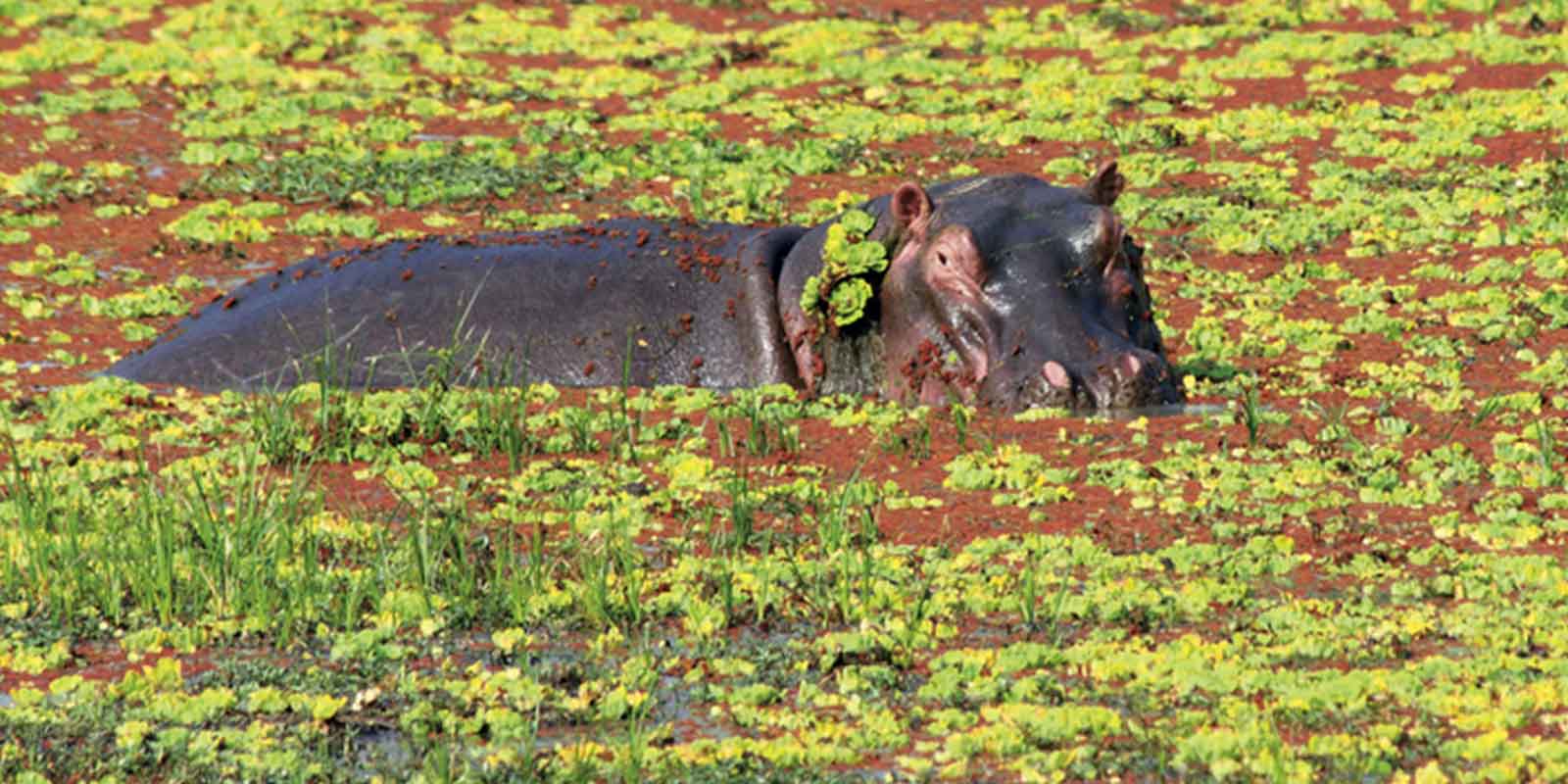Hippo partially submerged in green swamp in Zambia