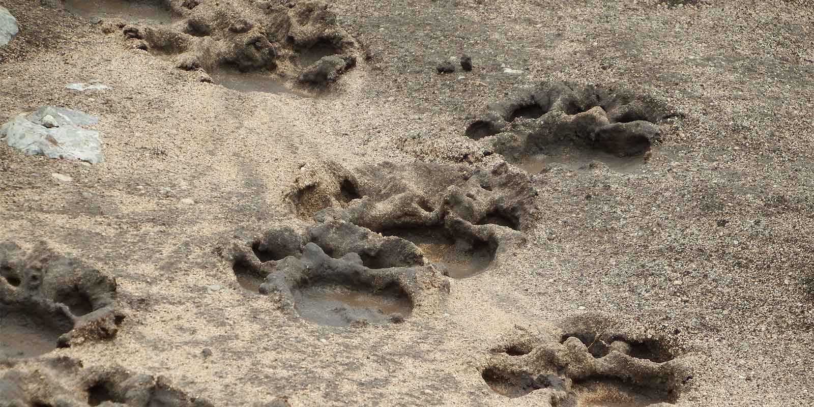 Animal footprints in the sand