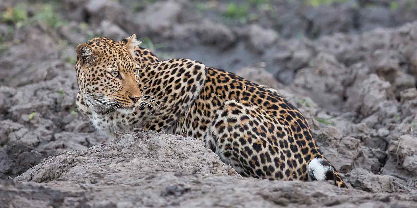 Leopard lying on rock looking for prey in South Luangwa National Park