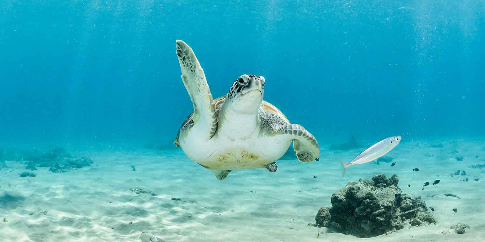 Turtle on seabed in Bahamas