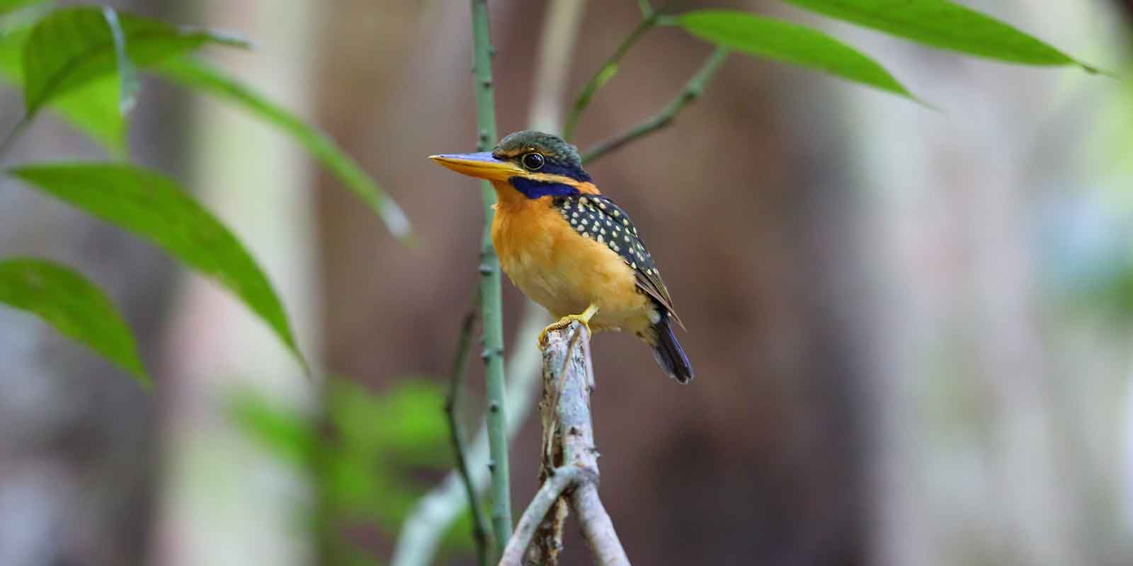 Kingfisher in Danum Valley rainforest