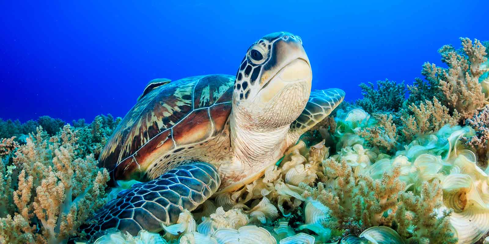 Sea turtle amongst coral in deep blue sea in Borneo