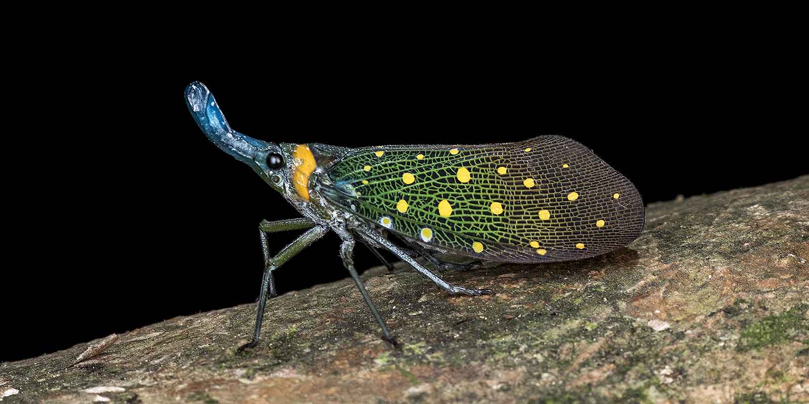 Lantern bug on a tree at night