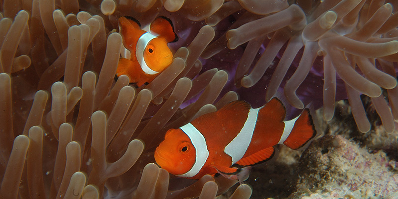 Two clownfish peeping out of anemones.