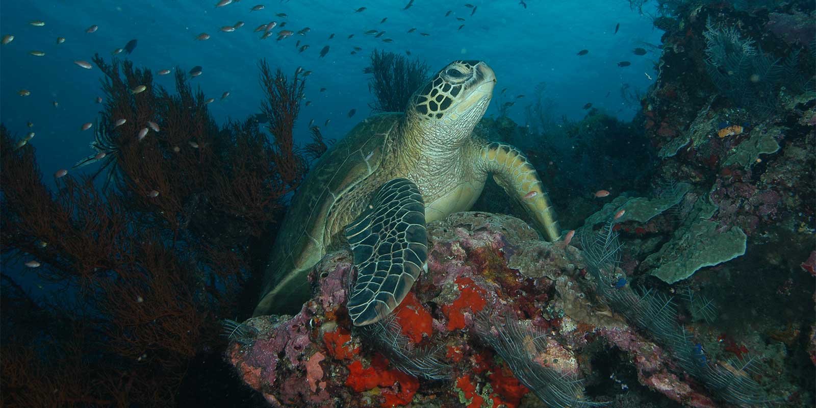 Turtle swimming above colourful coral in Borneo.