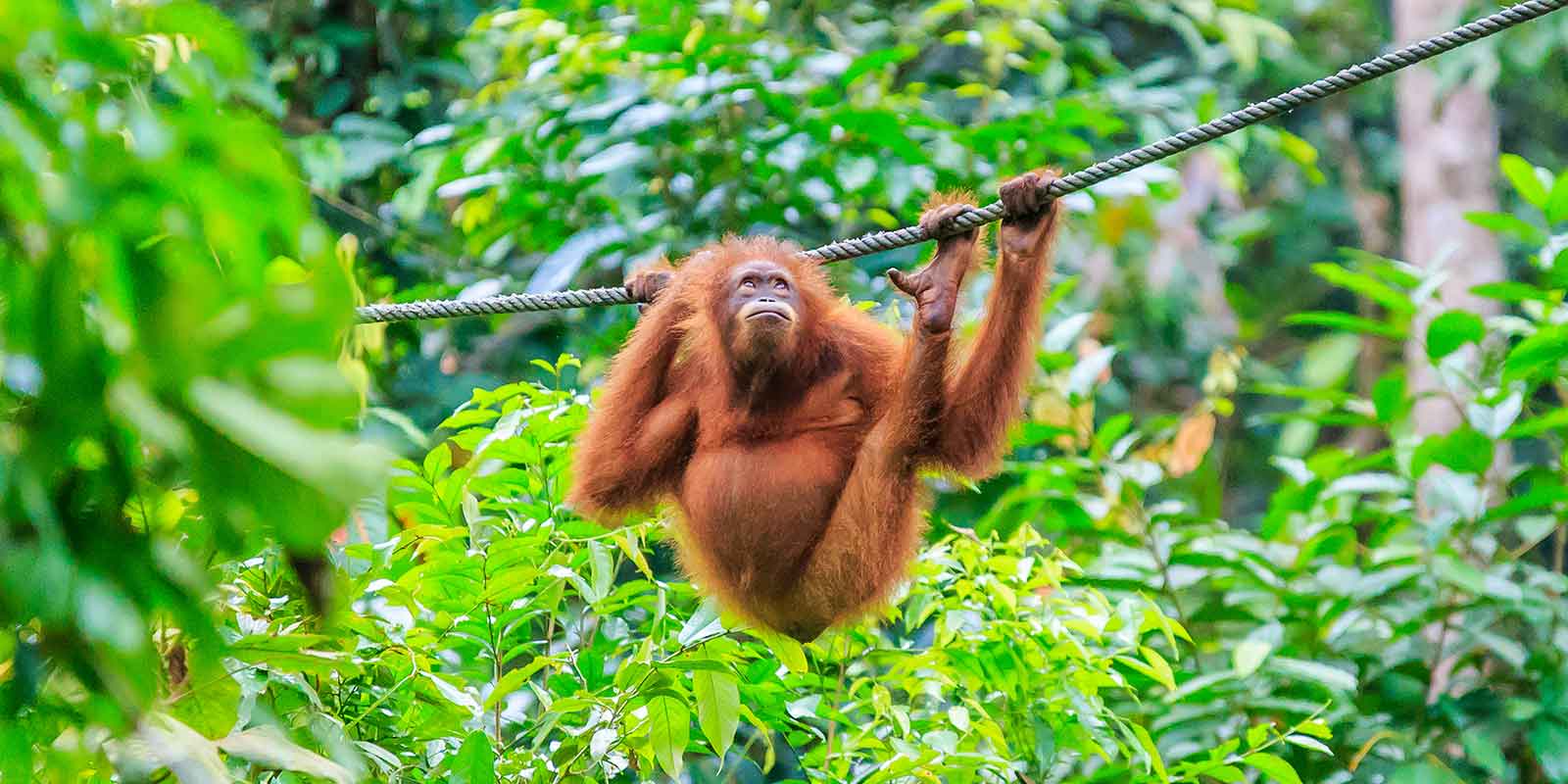 Orangutan playing at Sepilok Orangutan Sanctuary