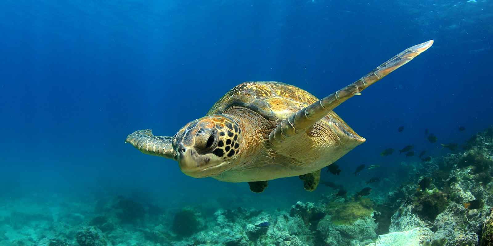 turtle underwater in deep clear blue sea in Borneo