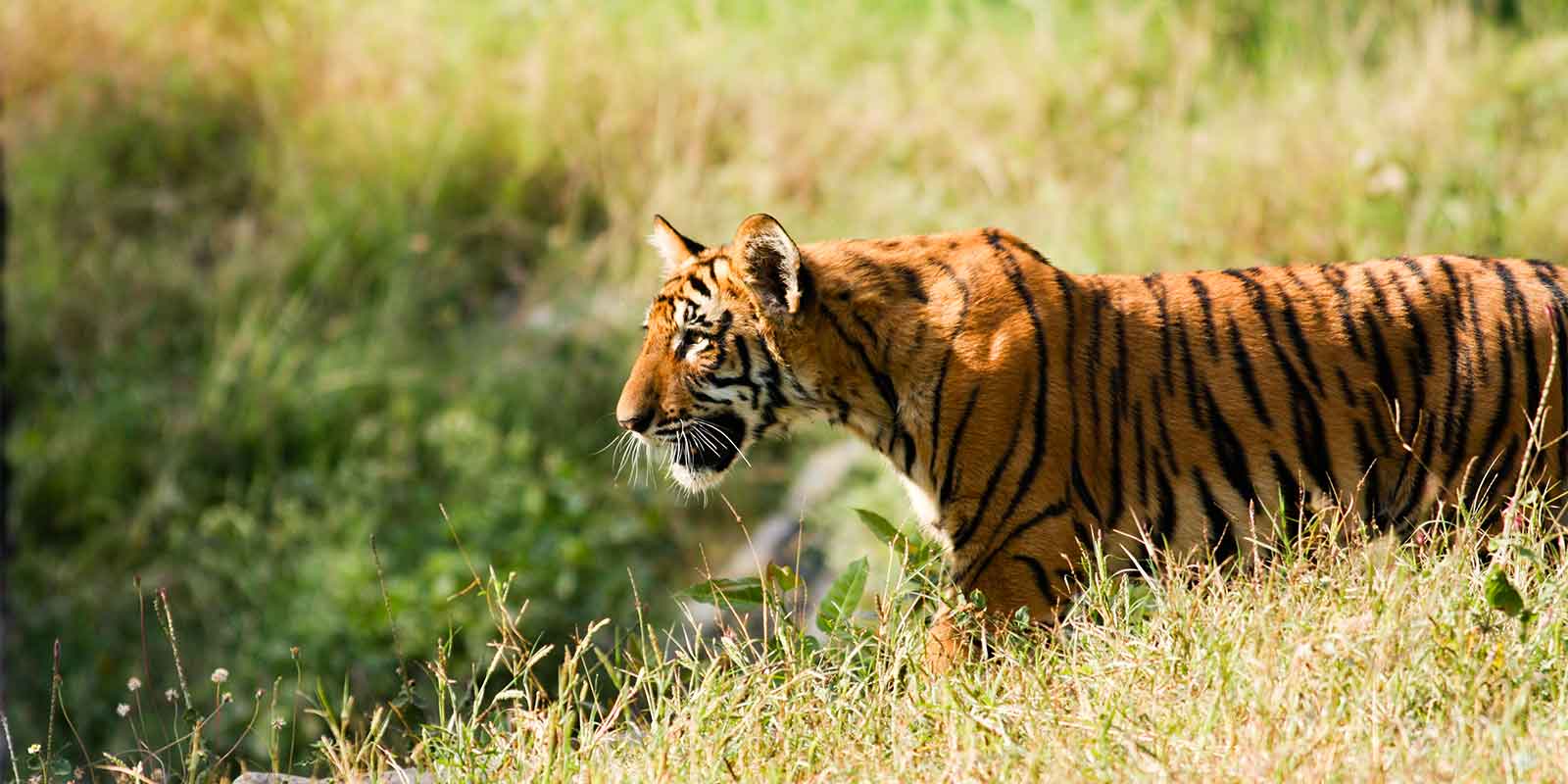 Young tiger in grass in Indian national park