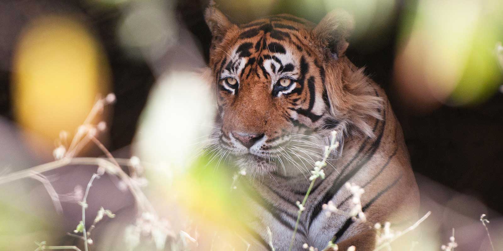 Tiger resting and looking through the trees