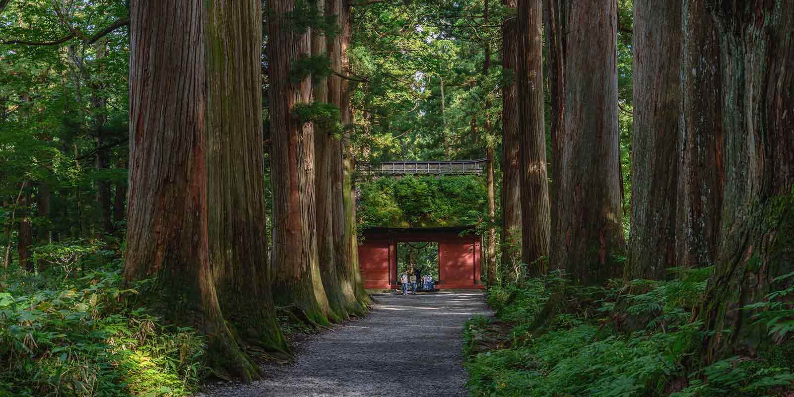 Entrance through the forest to Togakushi Shrine on the Togakushi Ninja Trail