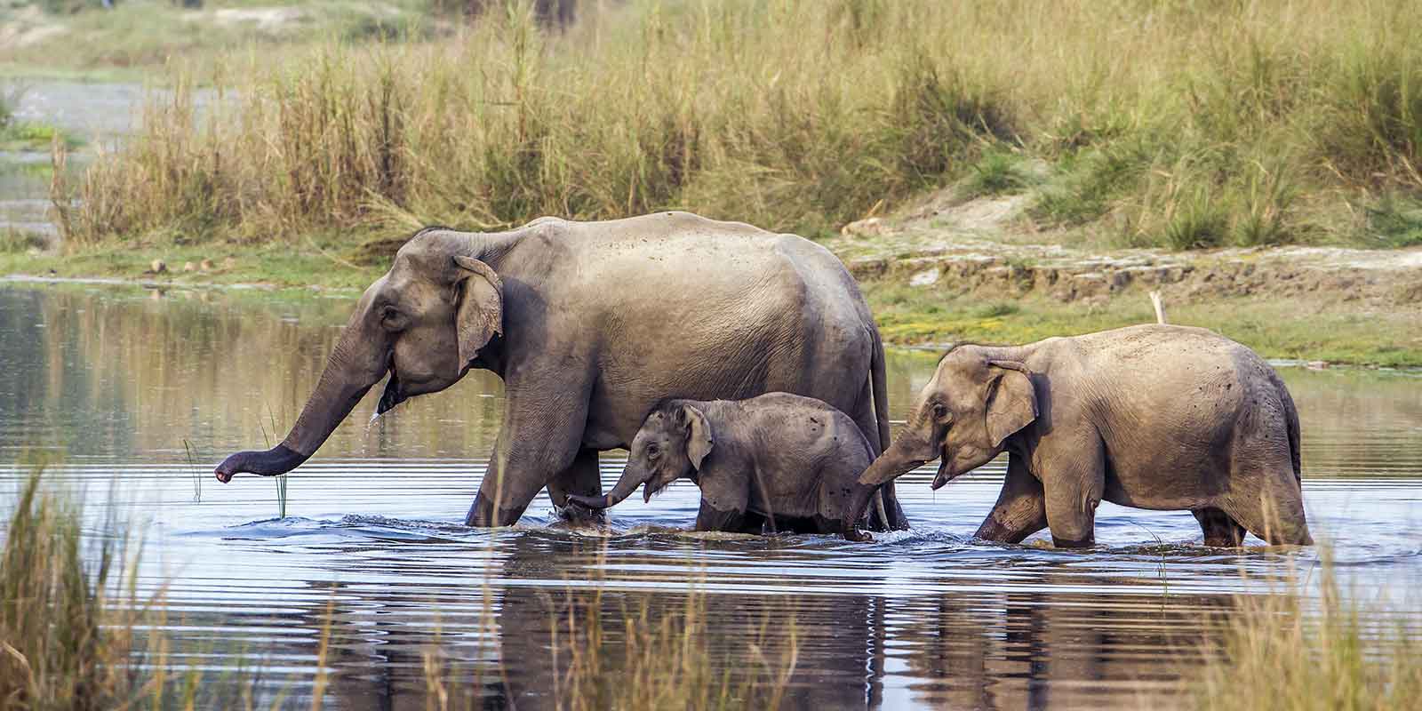 Elephant and young crossing a river in Chitwan