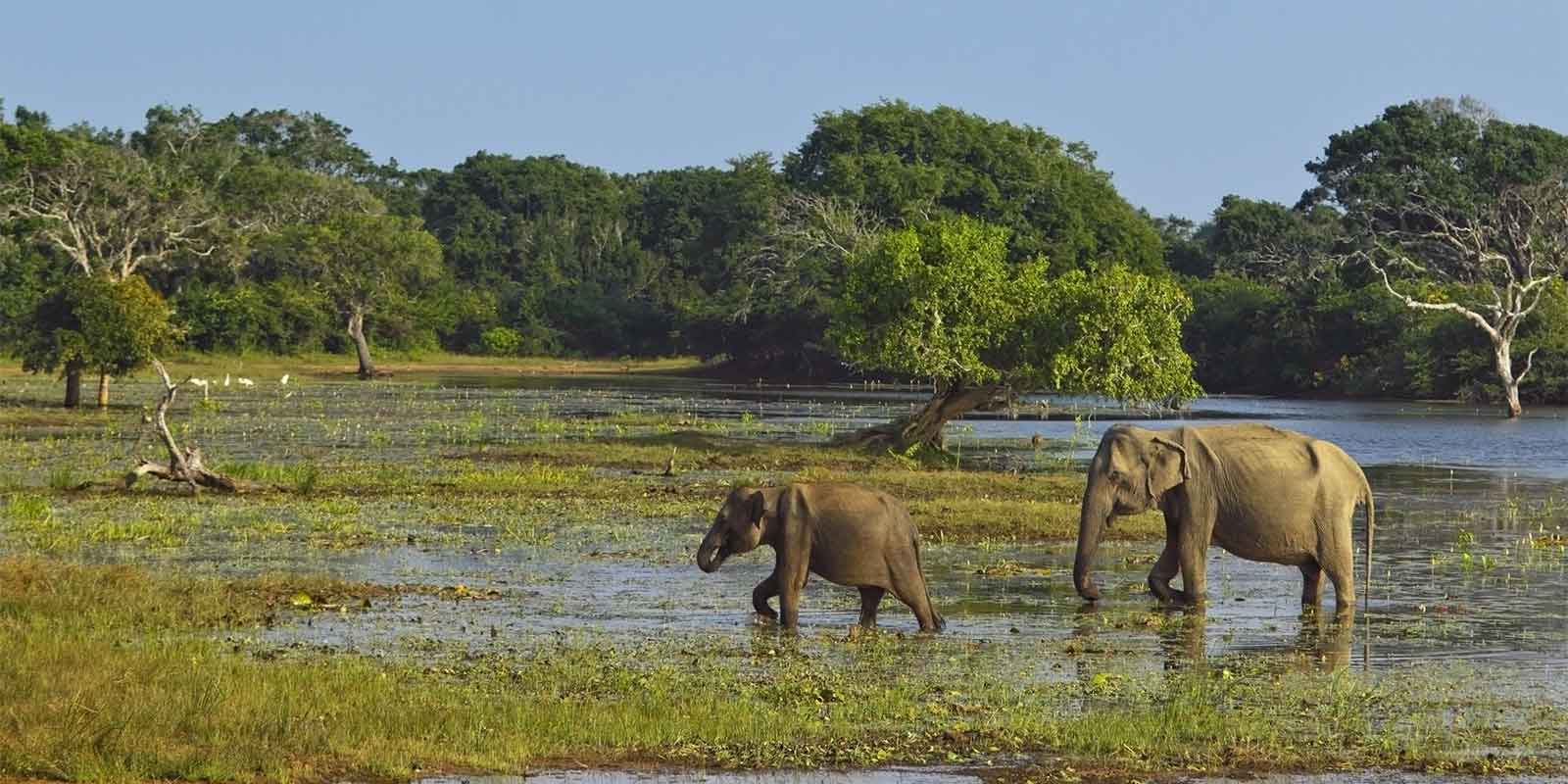 Pair of Sri Lankan elephants in swamp