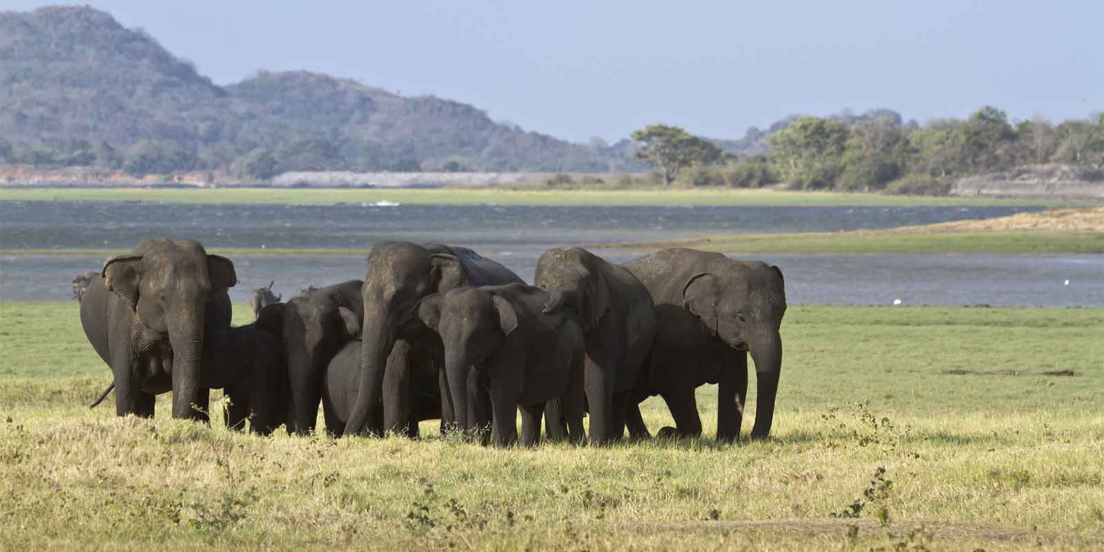Elephant herd in front of Minneriya tank 
