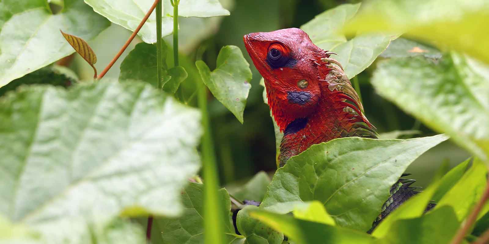 Common green forest lizard peeking out from green leaves