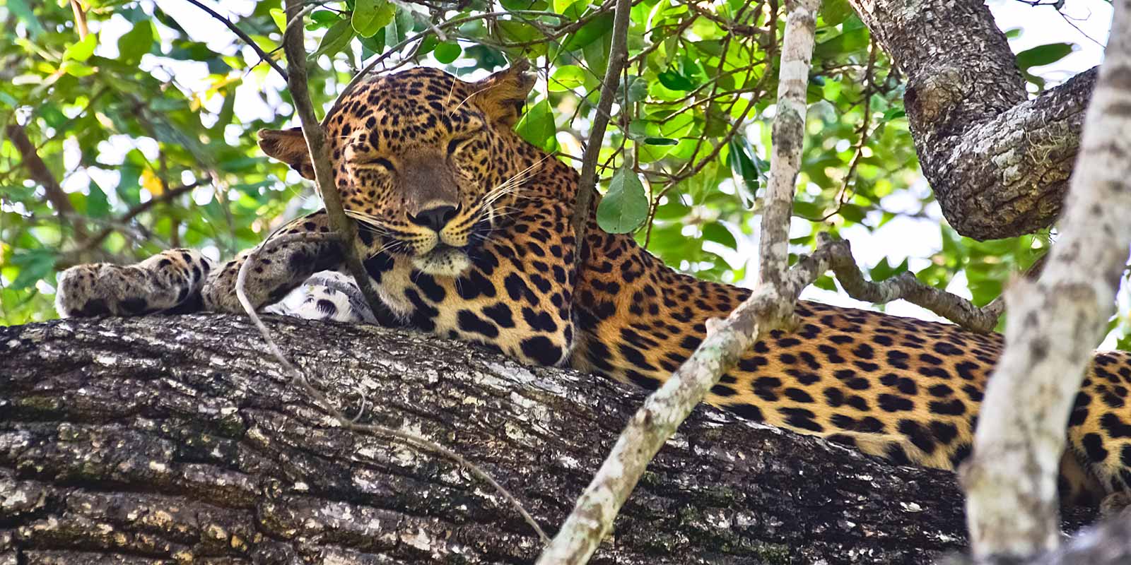 Leopard sleeping in tree