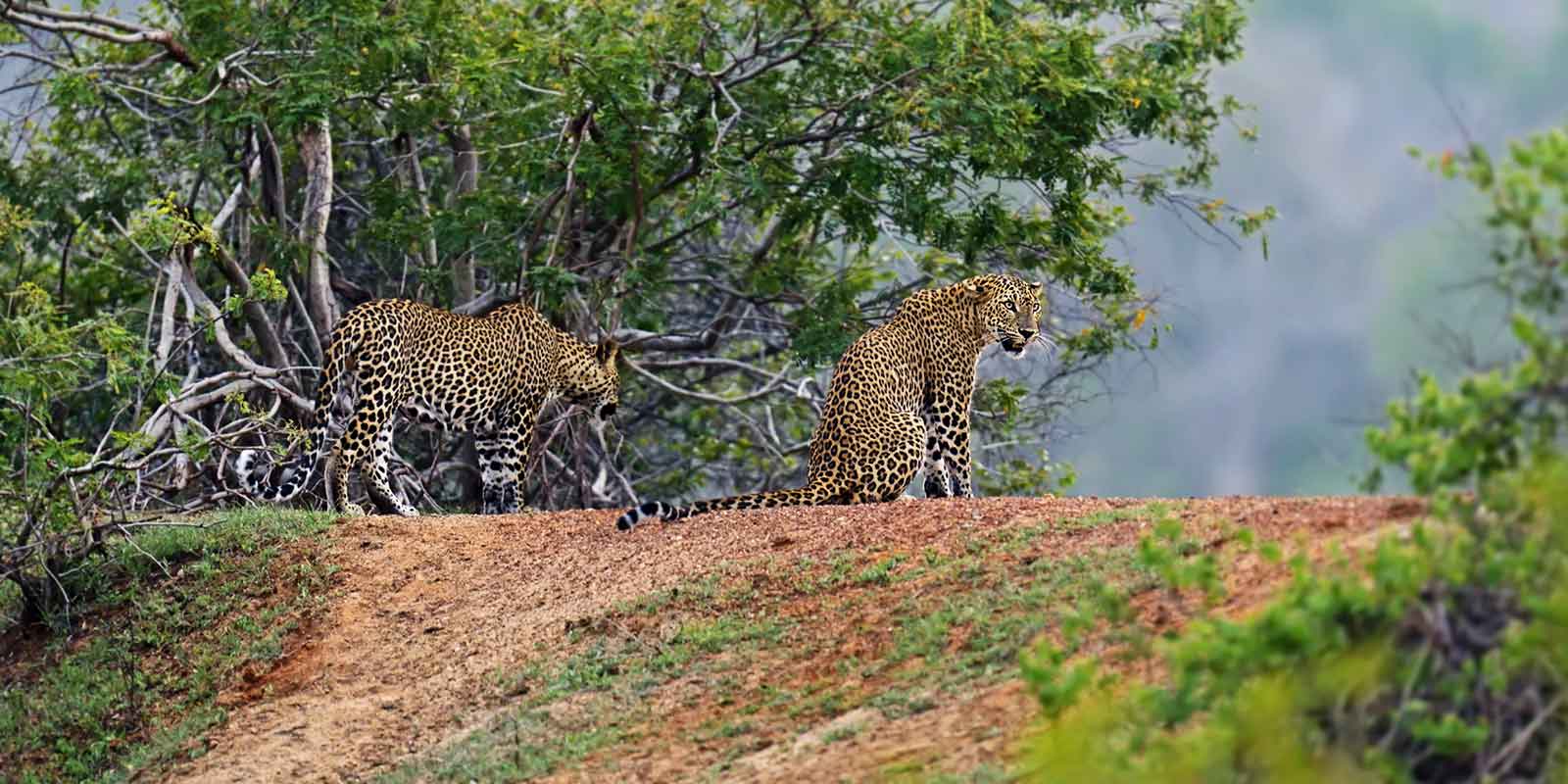 Pair of leopards snarling at each other in Yala
