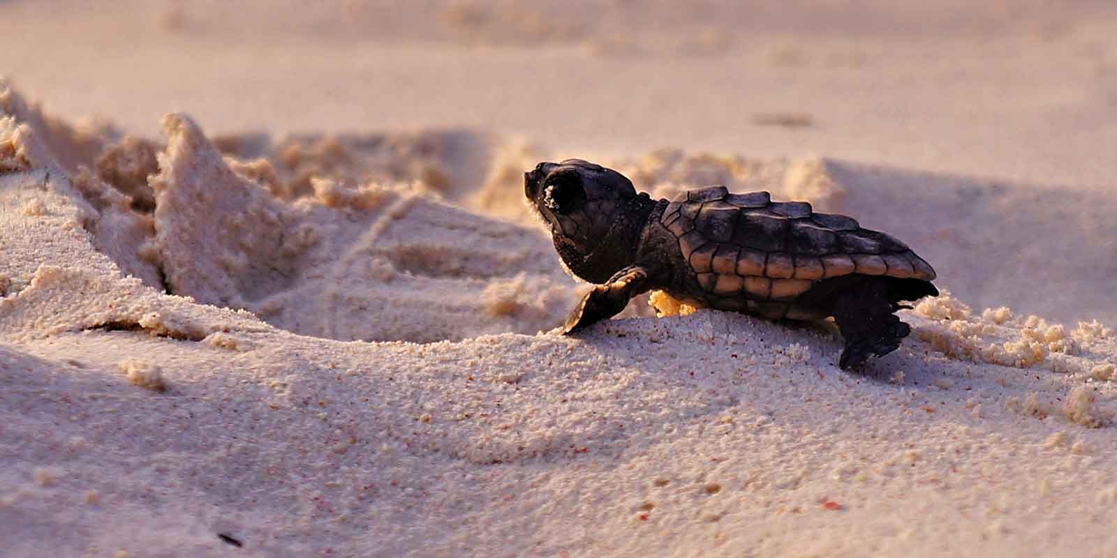 Newly hatched sea turtle on its way across the beach to the sea