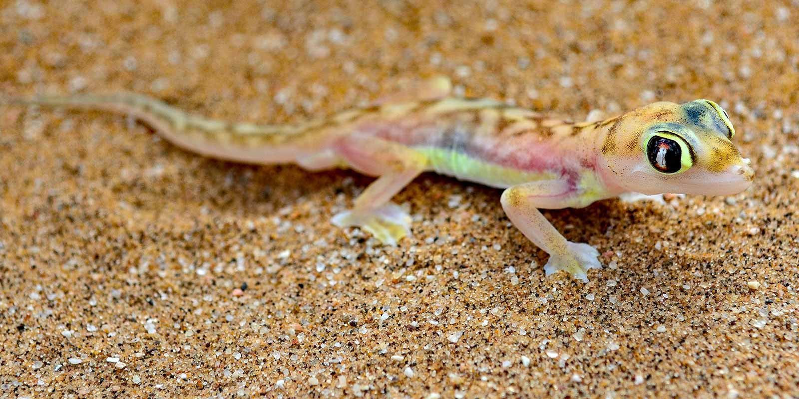 Semi-camouflaged Namib Sand gecko