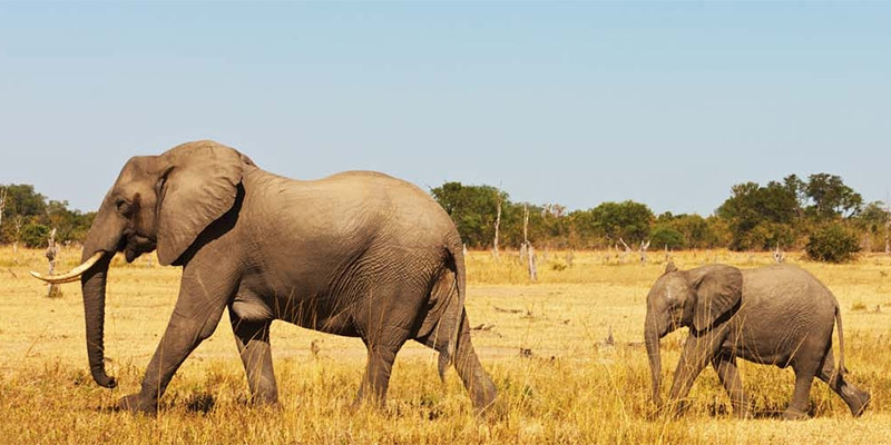 Mother and young elephant in Zambia national park