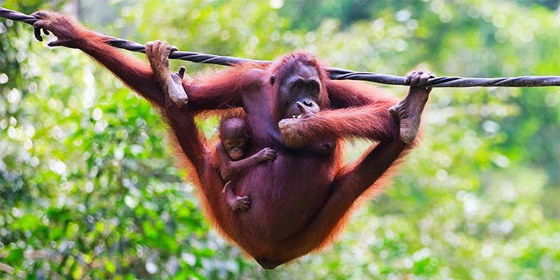 Orangutan and baby in Sepilok Orantugan Sanctuary