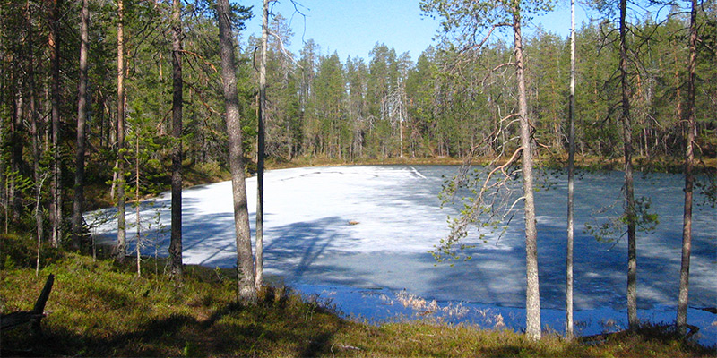 Frozen lake surrounded by pine forest in Hossa National Park