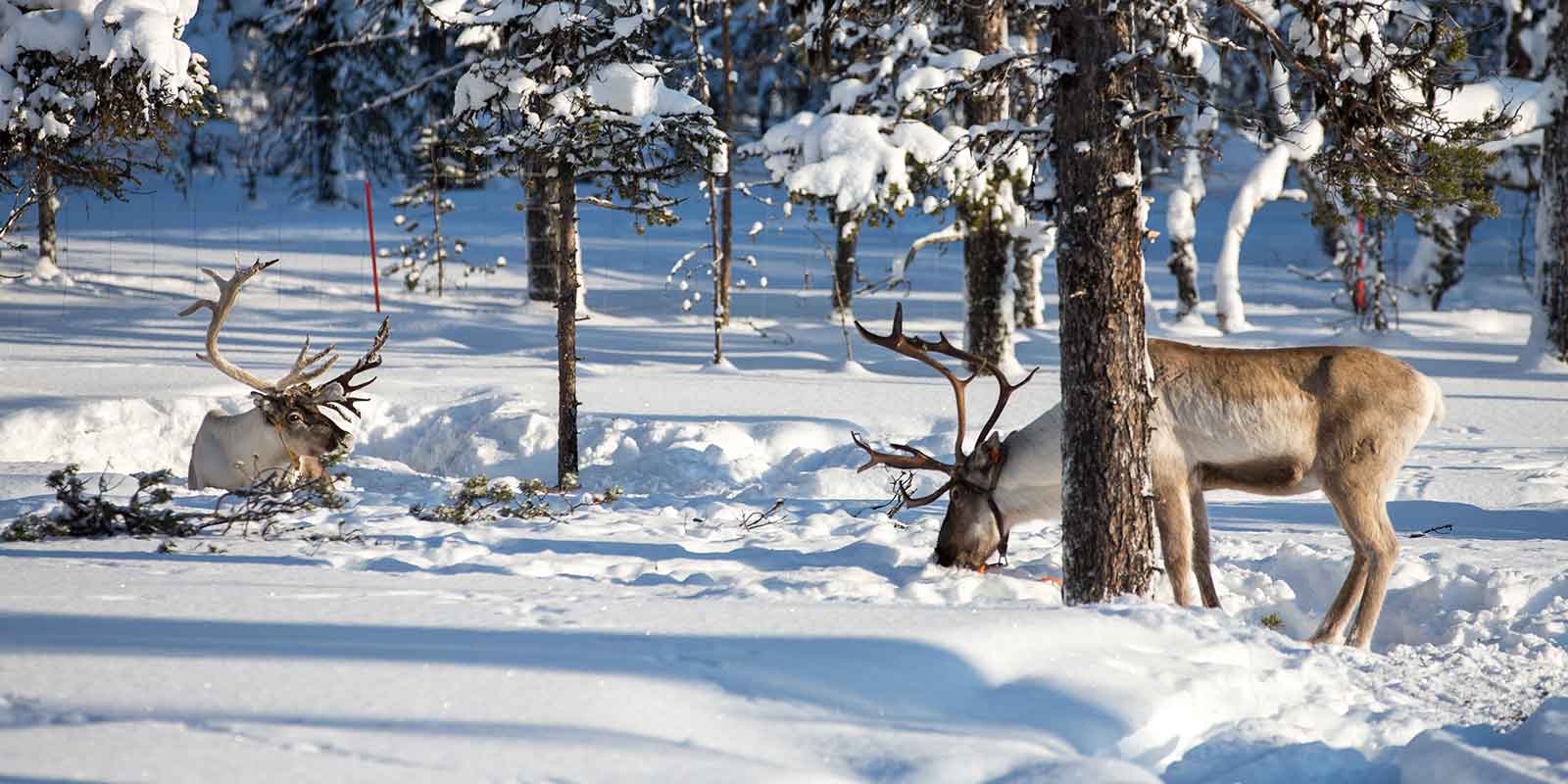 Pair of reindeer in snowy Lapland forest in winter