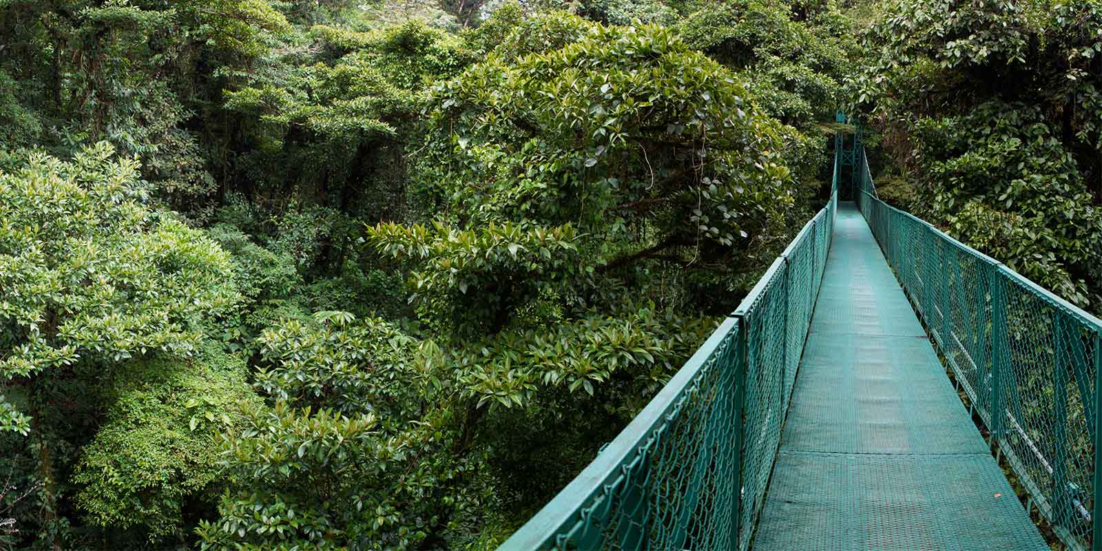 Cloud forest canopy walkway in Costa Rica