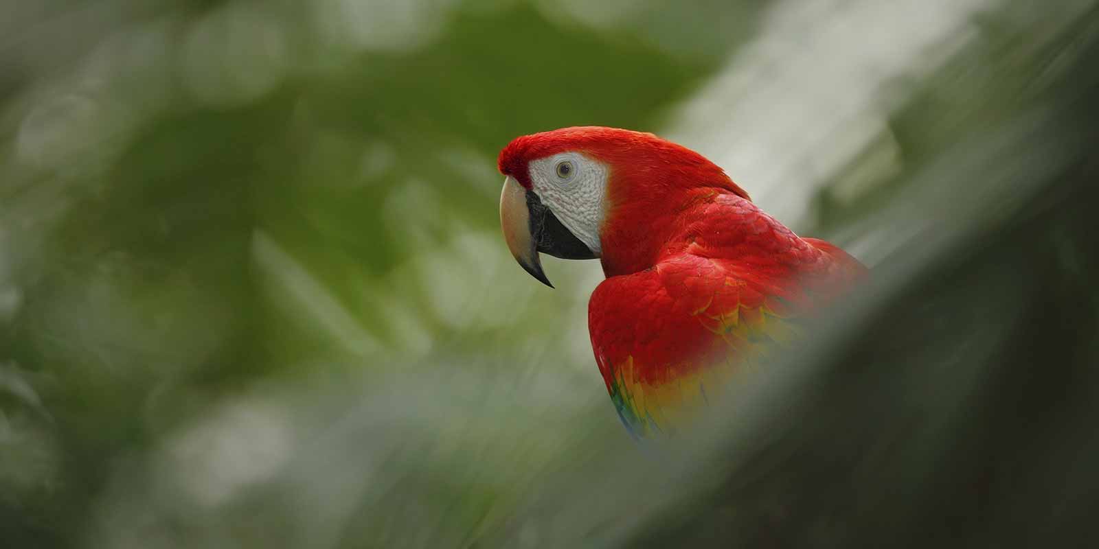 Profile of red macaw in Costa Rican rainforest