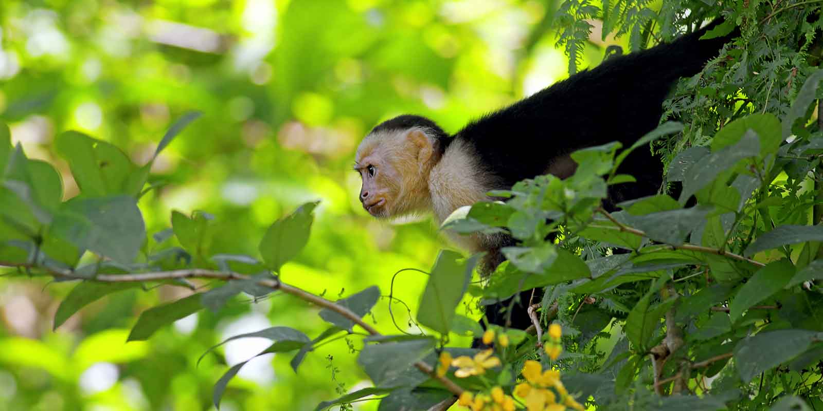 White faced capuchin monkey looking out from tree in Manuel Antonio