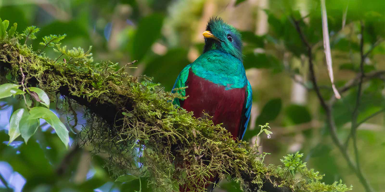 Resplendent quetzal in Costa Rican cloud forest