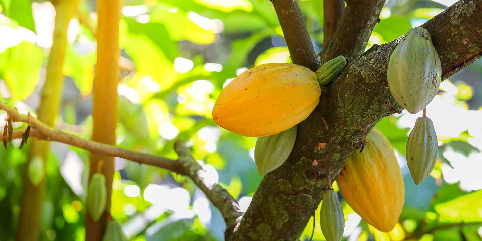Cacoa plant on a tree in the rainforest