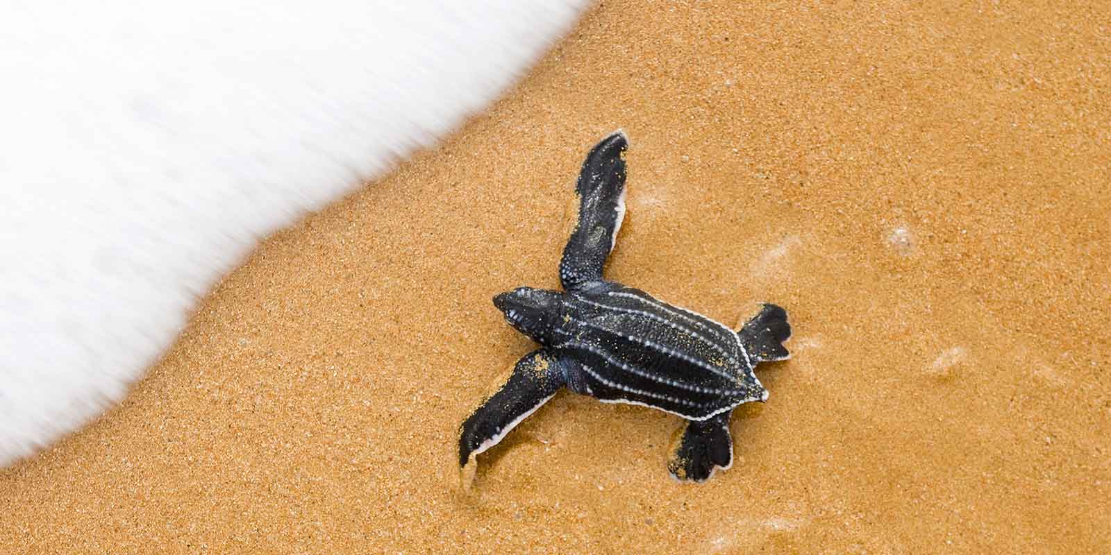 Baby turtle hatchling making it way from the beach to the sea