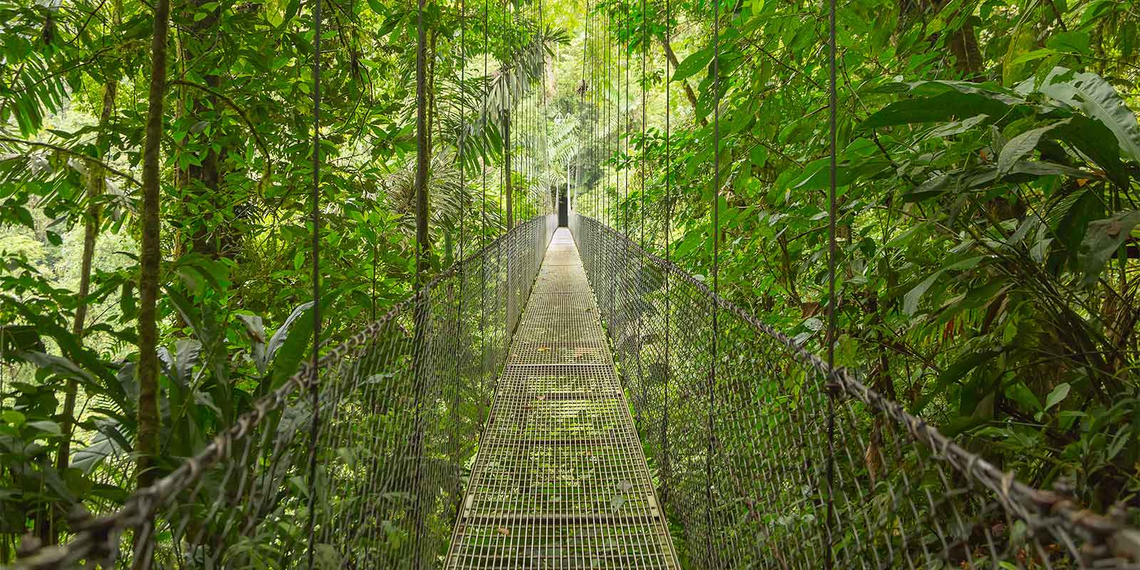 Canopy walkway in Costa Rican cloud forest