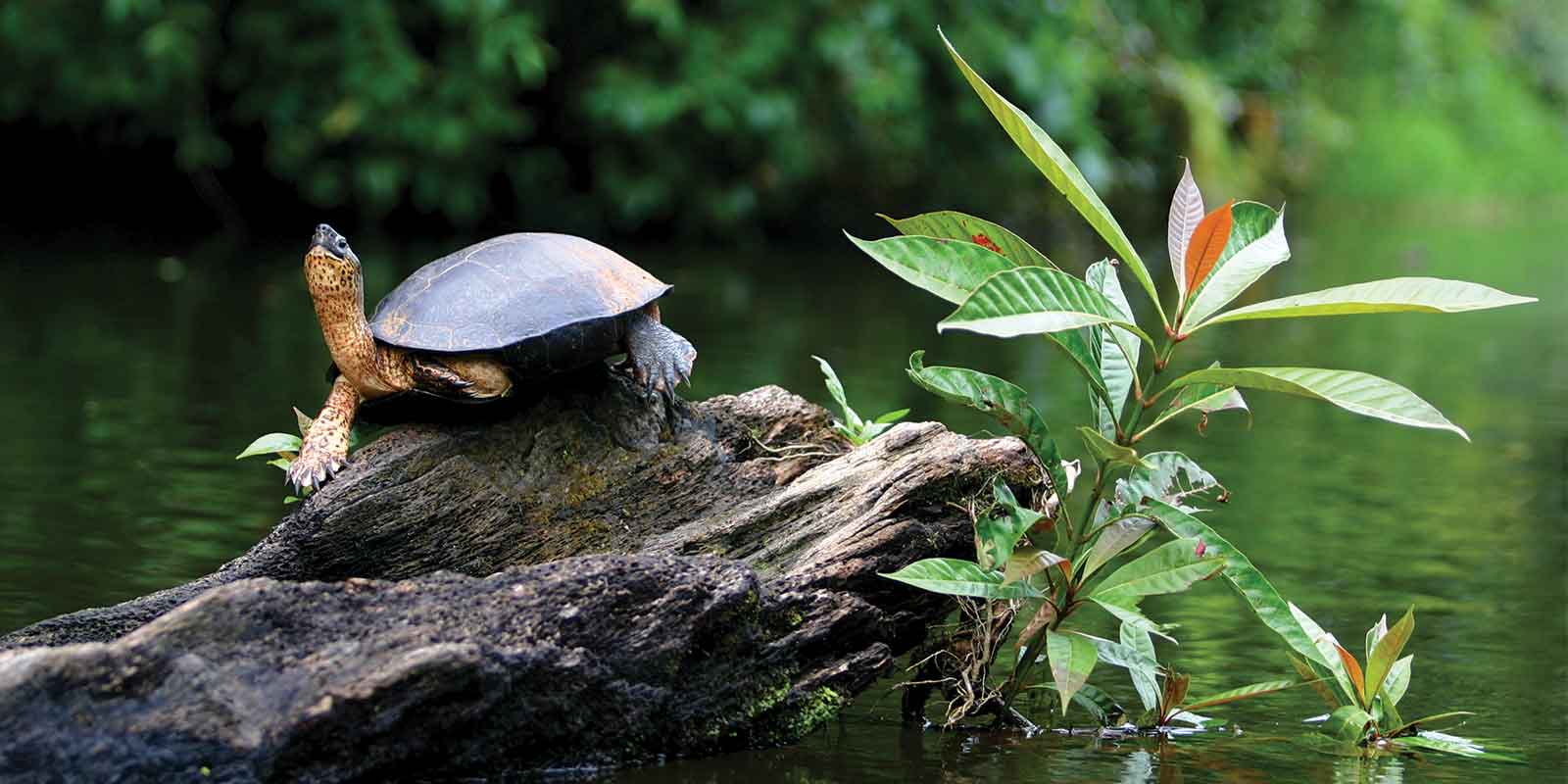 Turtle stretching in Tortuguero River