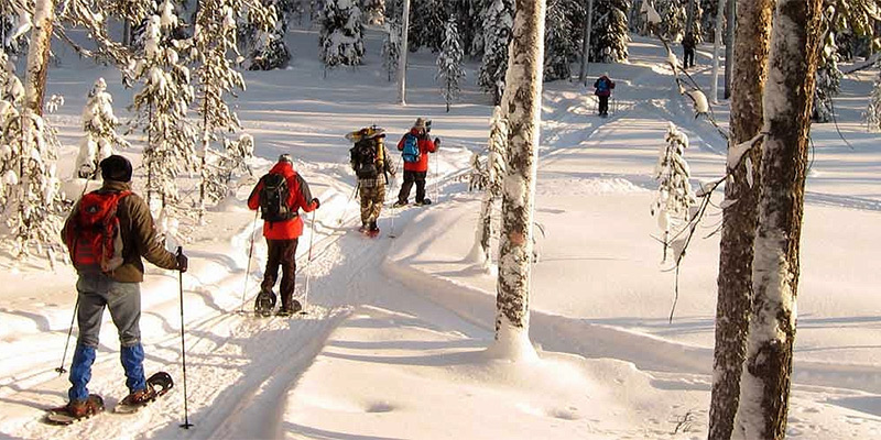 School group cross-country skiing through a Finnish forest in winter
