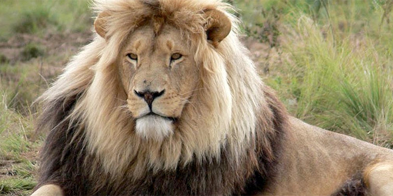Watchful male lion at rest in long grass
