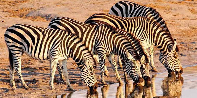 Group of zebra drinking at a waterhole