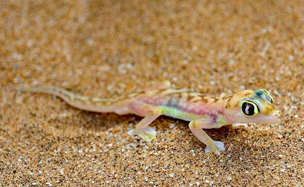 Gecko in Namibian desert