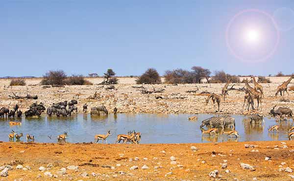 Zebra, springbok, wildebeest and giraffe at Okaukeujo waterhole